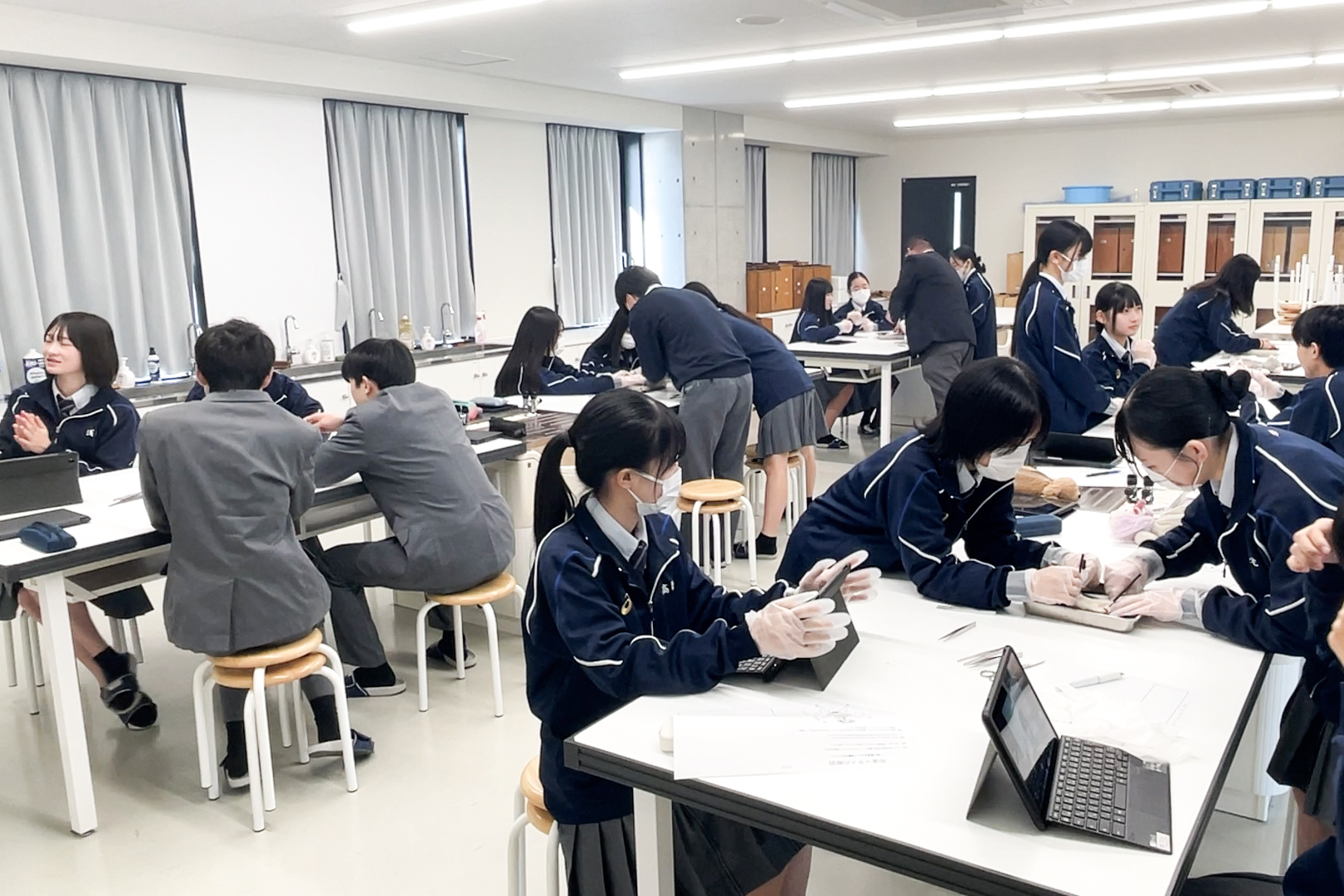 冷凍マウスの解剖 閲覧注意 解剖画像を掲載 Kyoso Life 広島修道大学ひろしま協創中学校・高等学校